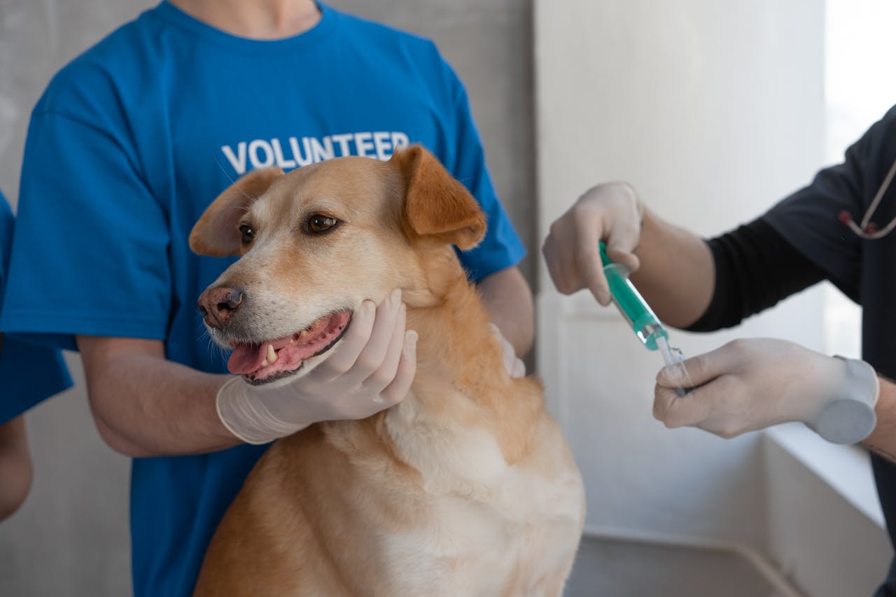 Veterinarian giving a vaccination to a dog being held by a volunteer in a clinic.