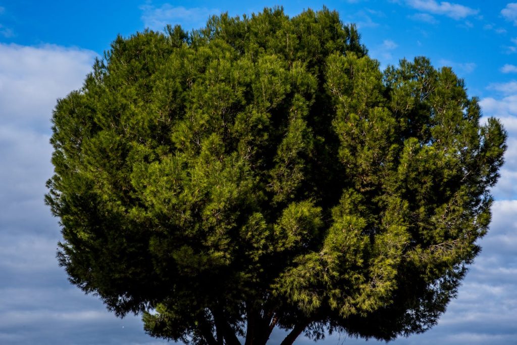 A vibrant green tree stands tall under a bright blue sky with scattered clouds.