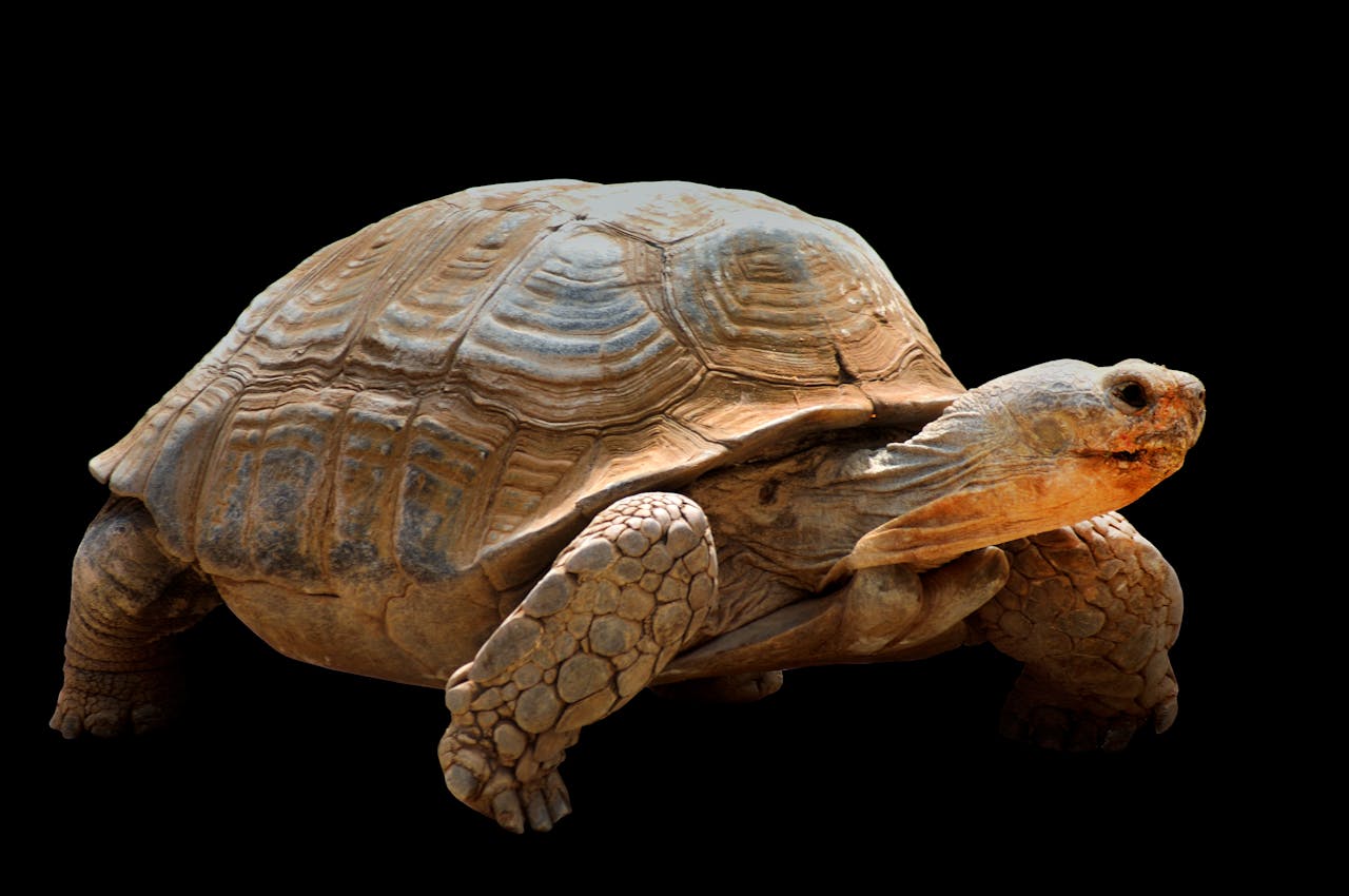 Profile of an African spurred tortoise with a textured shell against a black background.