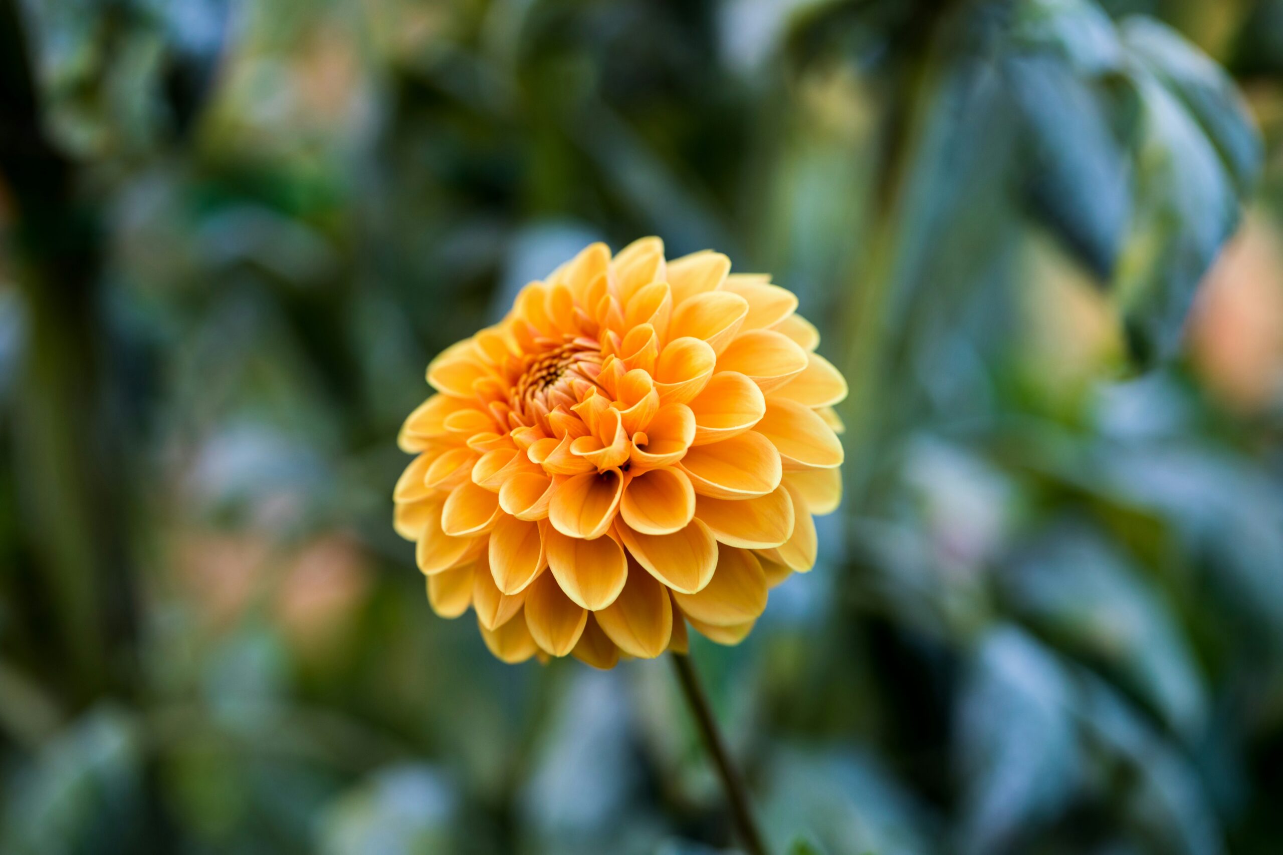 Close-up of a vibrant yellow chrysanthemum in full bloom, with densely layered petals radiating from the center, set against a soft green background of blurred foliage. Representing the Longevity Flower.