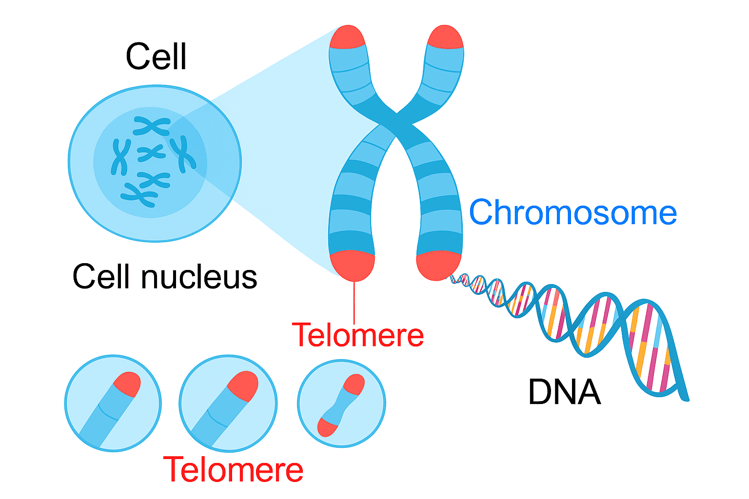 The telomeres are highlighted in red at the ends of the chromosome arms, with zoomed-in circular diagrams displaying their structure. Showing the relationship between a cell, its nucleus, chromosomes, DNA, and telomeres.