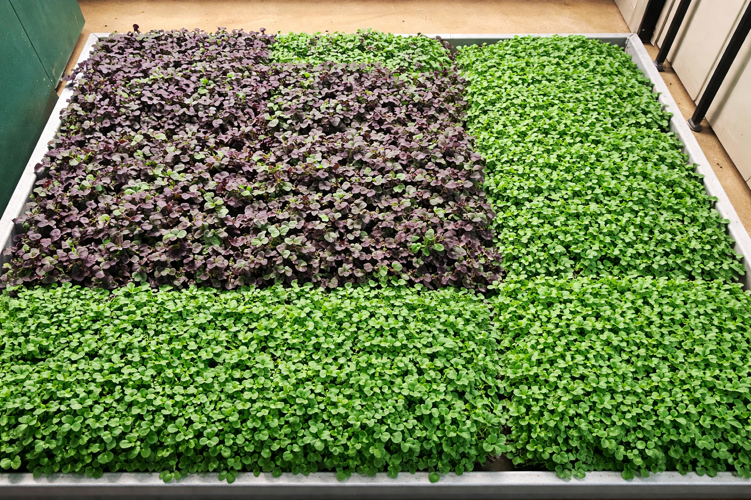 Tray of fresh green and purple microgreens growing densely indoors, showing nutrient-rich young vegetable plants used for healthy human nutrition.